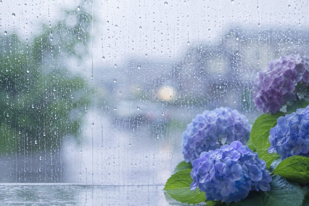 梅雨